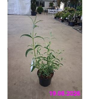 Buddleja dav. 'White Profusion' C 2,5 L